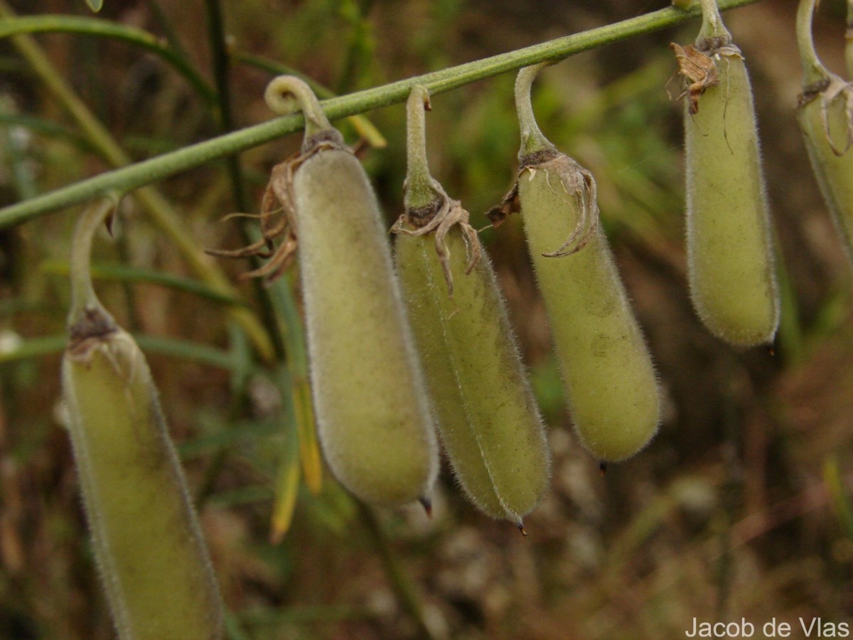 Crotalaria juncea L.